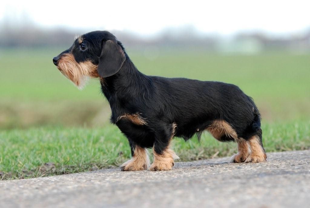 The Curious Case of the Rabbit and the Dachshund An Unlikely Friendship