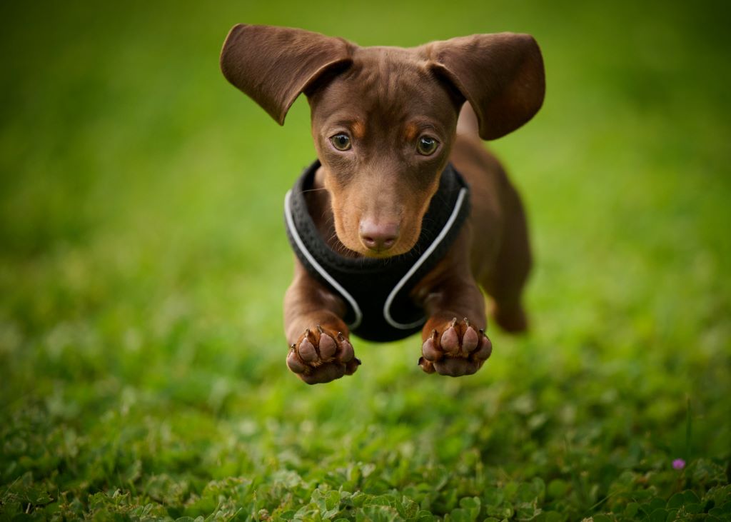 The Dachshund A Comprehensive Guide