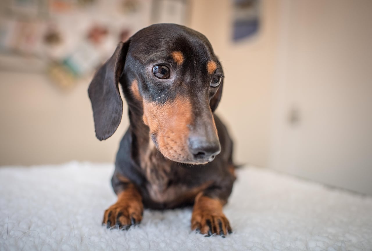 The Dachshund A Comprehensive Guide