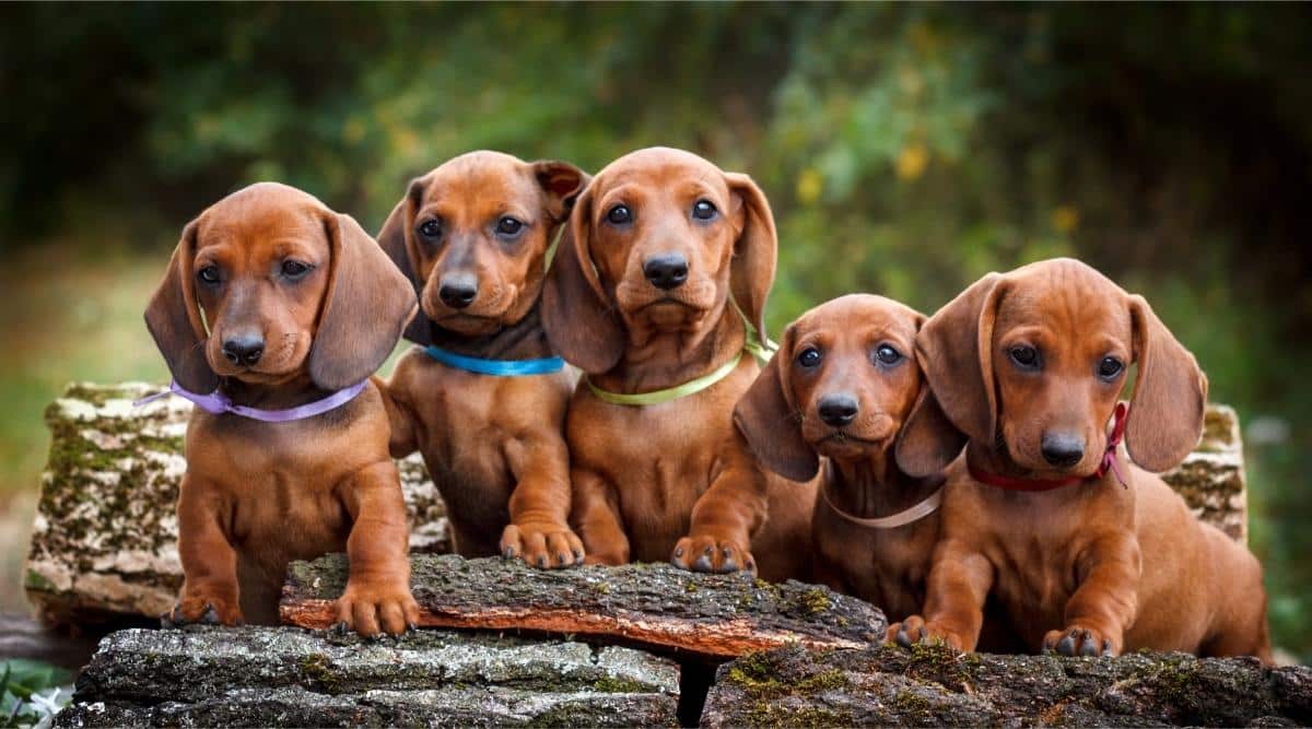 The Dachshund A Long and Low Companion