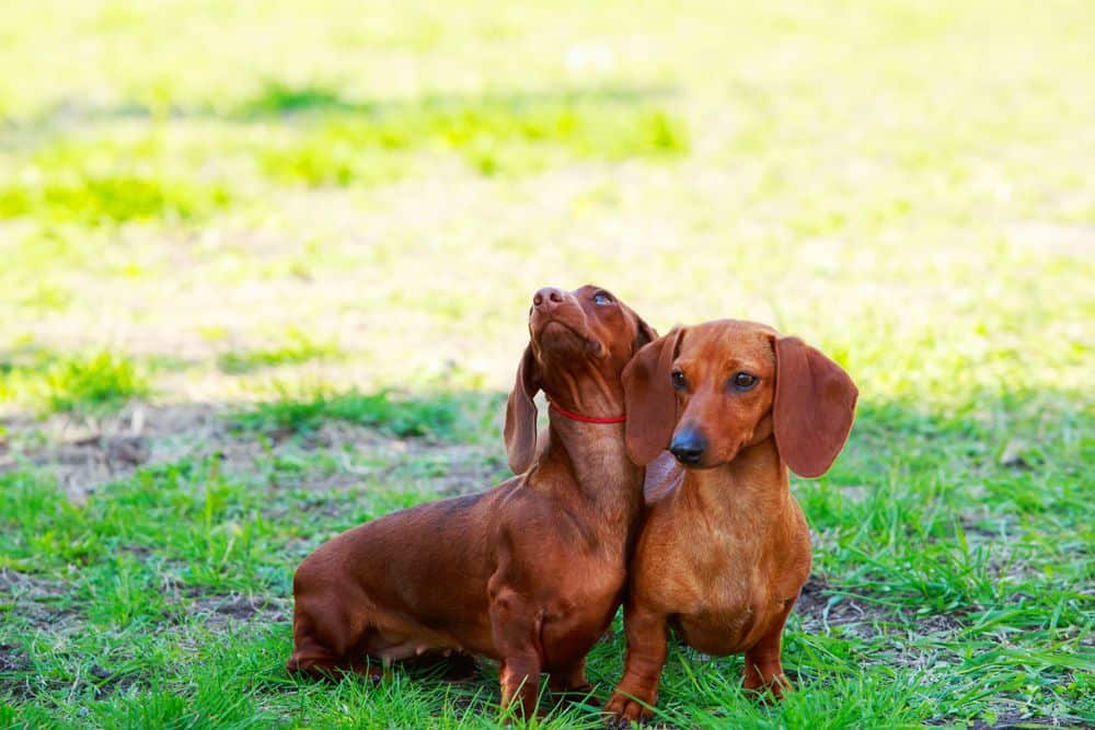 The Dachshund A Long and Low Companion