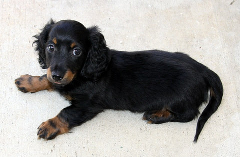 The Dachshund A Long and Low Companion