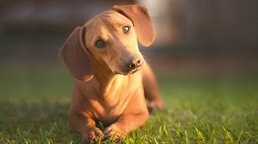 The Dachshund A Long and Low History of Charm and Controversy