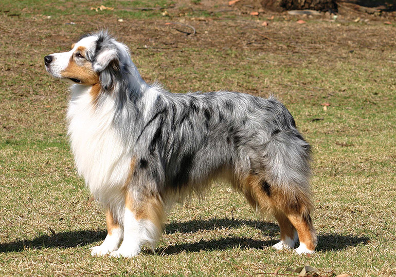 The Dachshund Australian Shepherd Mix A Unique and Energetic Companion