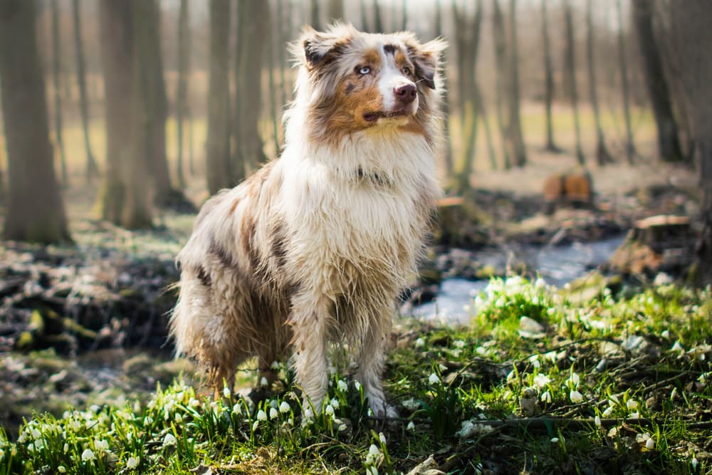 The Dachshund Australian Shepherd Mix A Unique and Energetic Companion