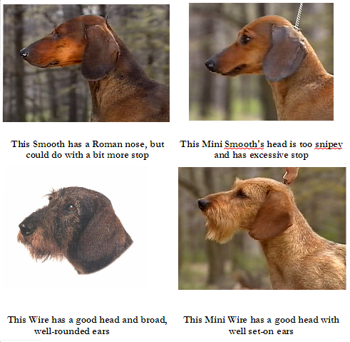 The Dachshund From Tiny Terrors to Sausage Giants