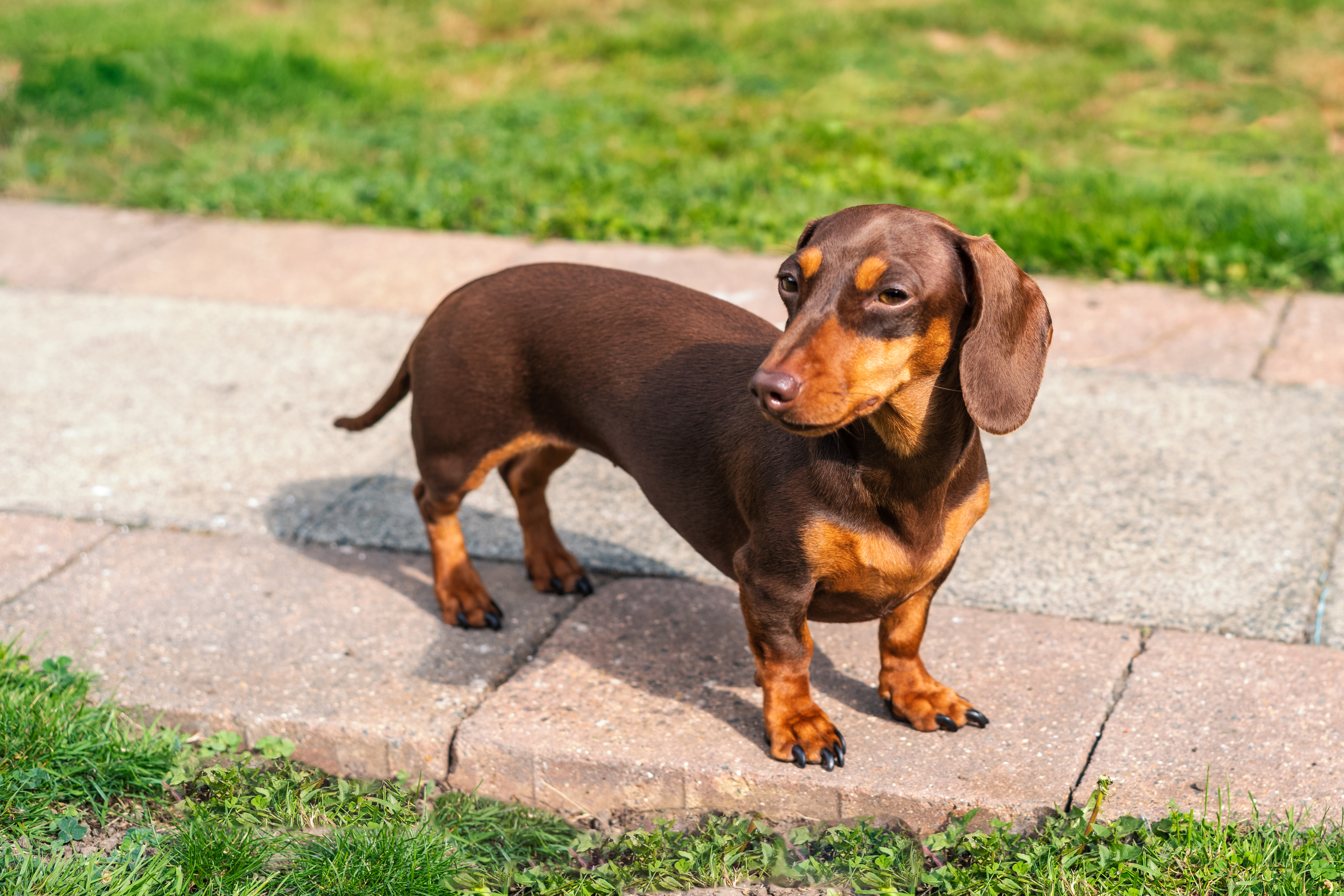 The Dachshund From Tiny Terrors to Sausage Giants