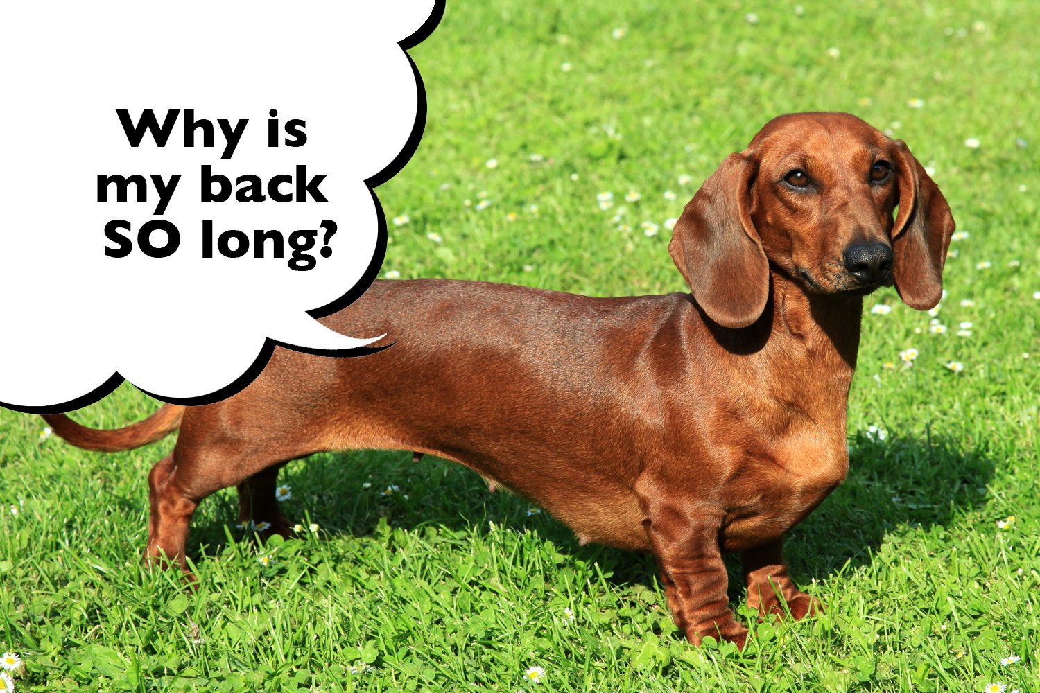 The Dachshund From Tiny Terrors to Sausage Giants