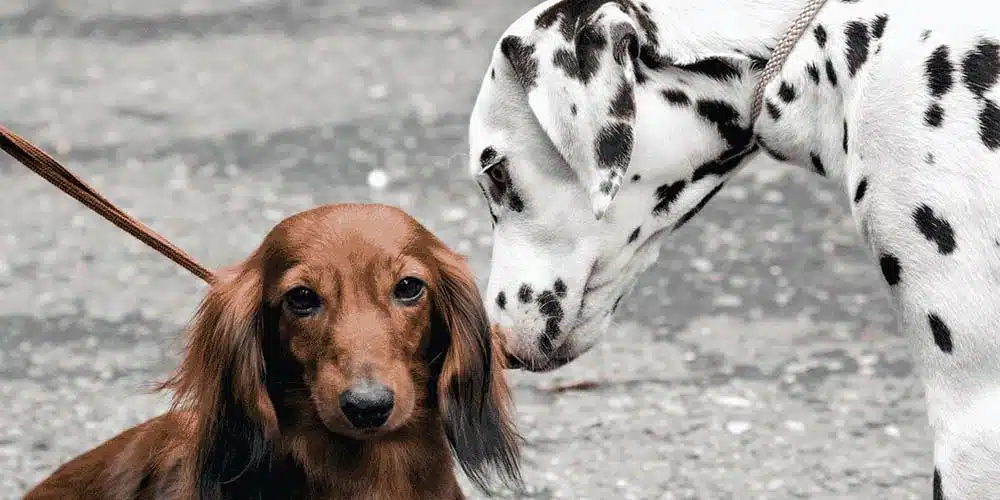 The Dachshund-Husky Mix A Unique and Energetic Breed