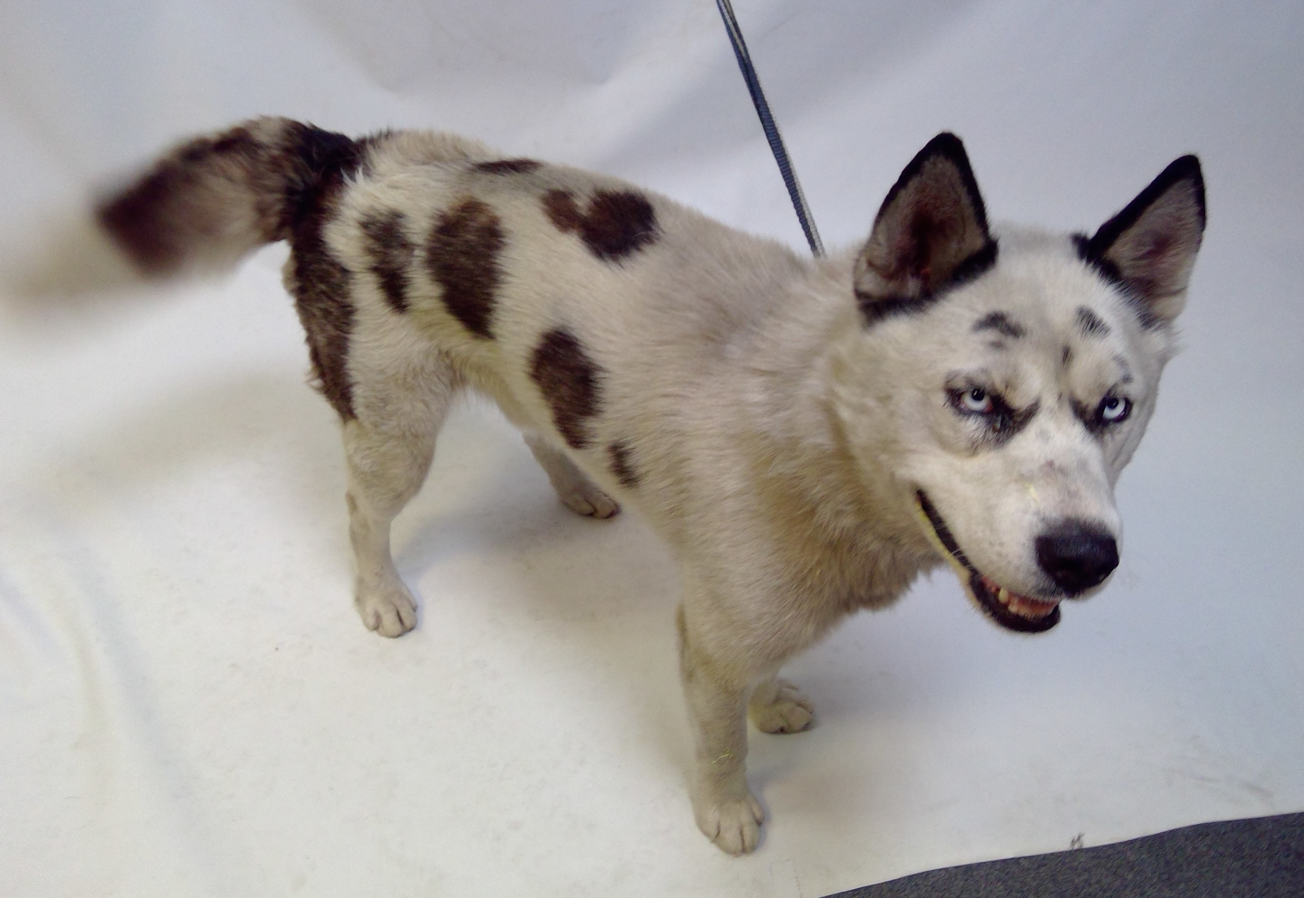 The Dachshund-Husky Mix A Unique and Energetic Breed