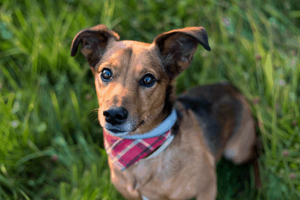 The Dachshund-Husky Mix A Unique and Energetic Breed