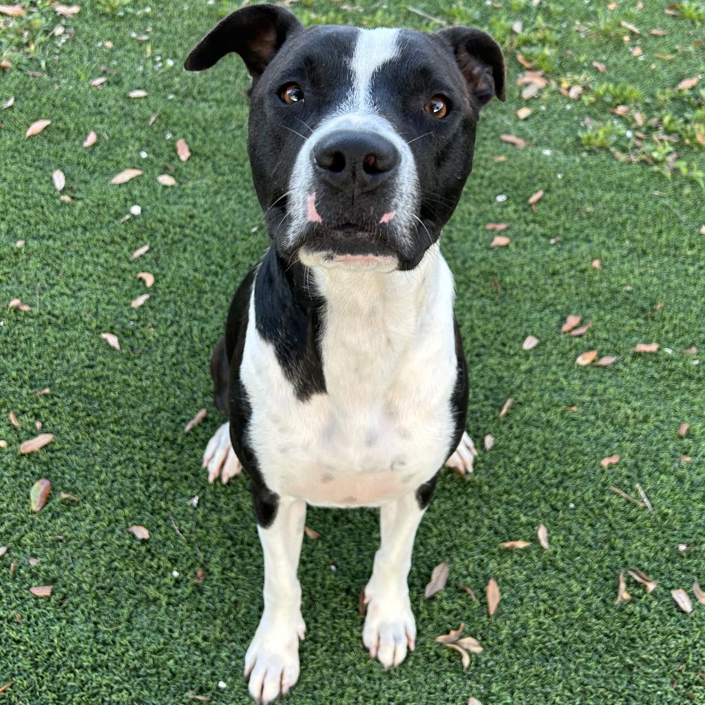 The Dachshund Lab Mix A Unique Blend of Personality and Charm