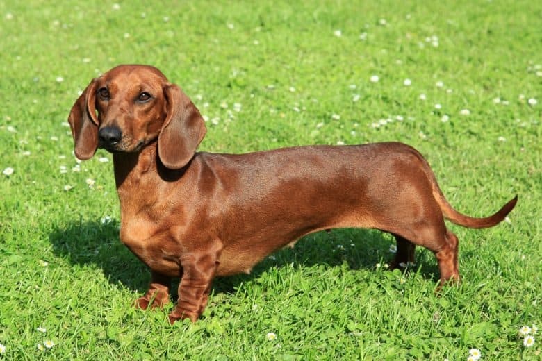 The Dachshund Lab Mix A Unique Blend of Personality and Charm