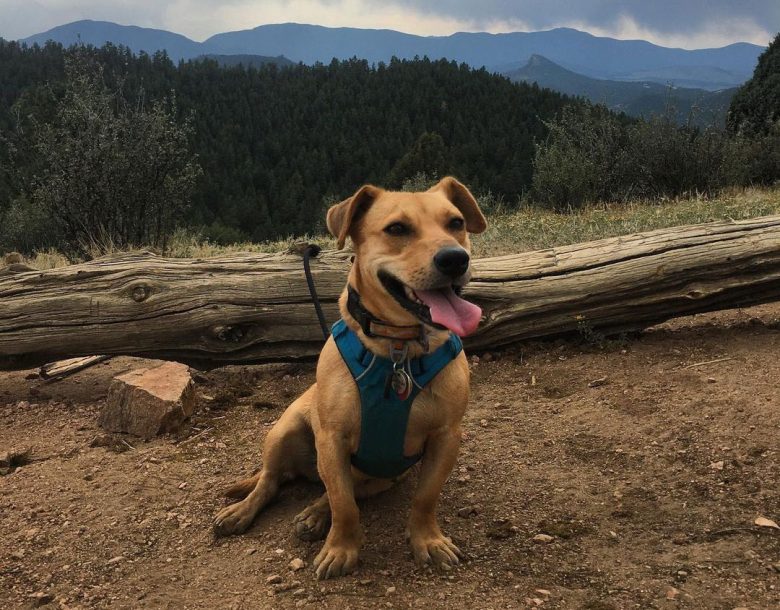 The Dachshund Lab Mix A Unique Blend of Personality and Charm