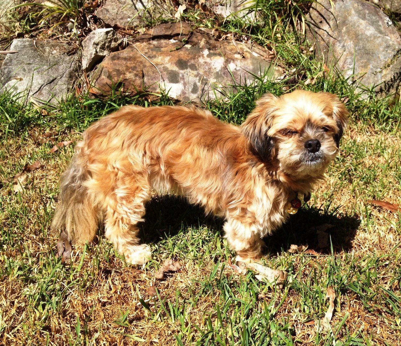 The Dachshund Pomeranian Mix A Charming Combination