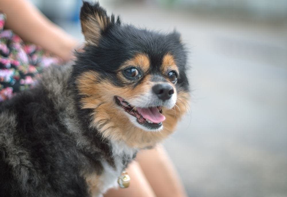 The Dachshund Pomeranian Mix A Charming Combination