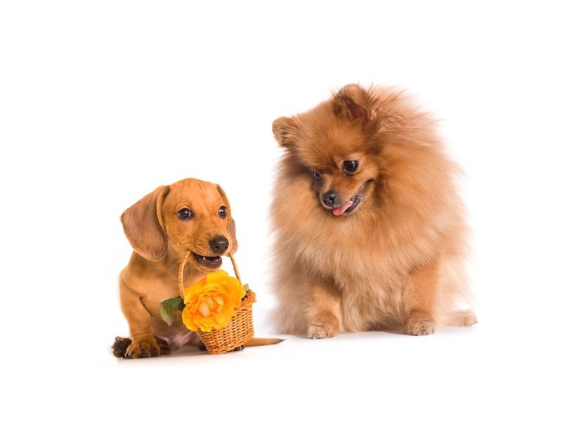 The Dachshund Pomeranian Mix A Charming Combination