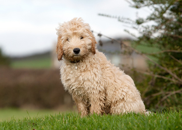 The Dachshund Poodle Mix A Unique and Charming Breed