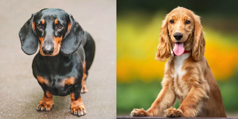 The Dachshund Poodle Mix A Unique and Charming Breed