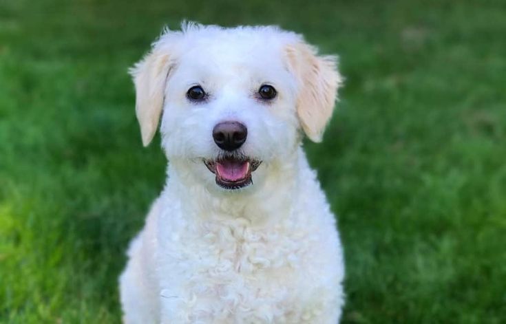 The Dachshund Poodle Mix A Unique and Charming Breed