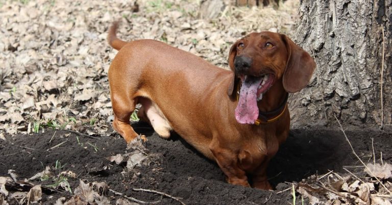 The Dachshund Temperament Understanding Your Sausage Dog's Personality