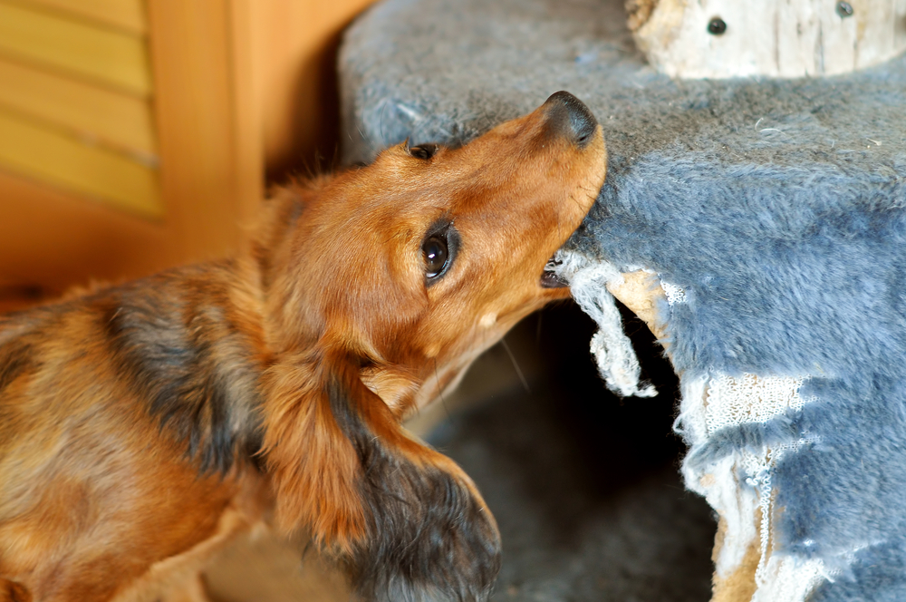 The Dachshund Temperament Understanding Your Sausage Dog's Personality