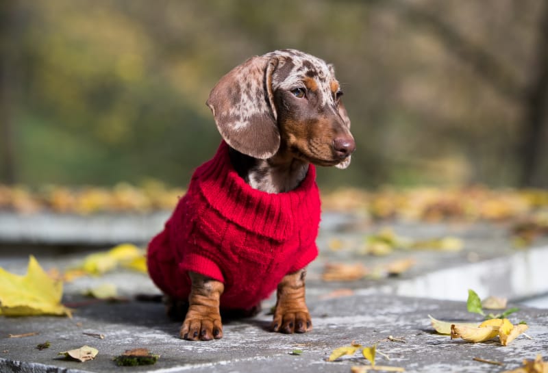 The Dapple Dachshund A Breed Overview