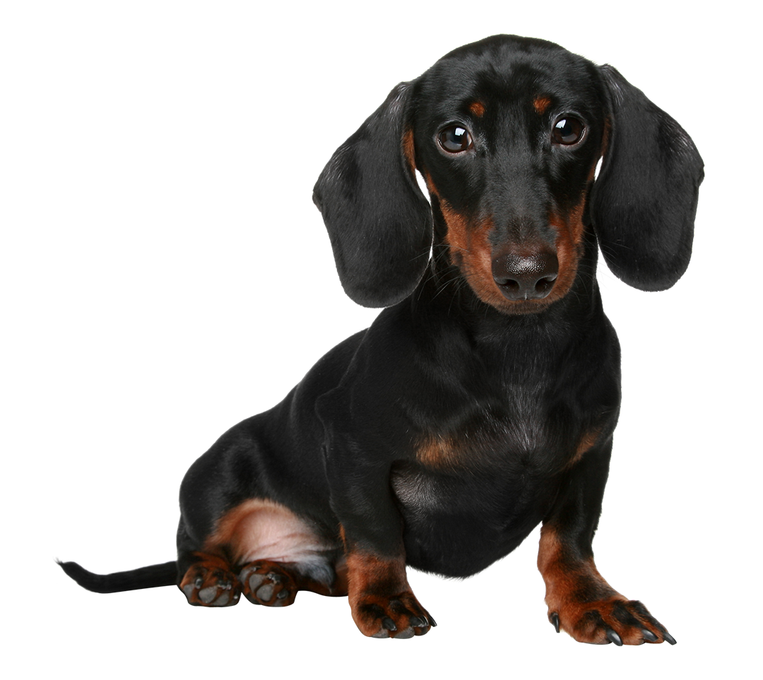 The Dapple Dachshund A Breed Overview