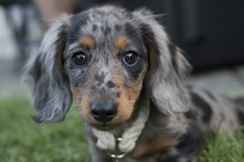 The Dapple Dachshund A Breed Overview