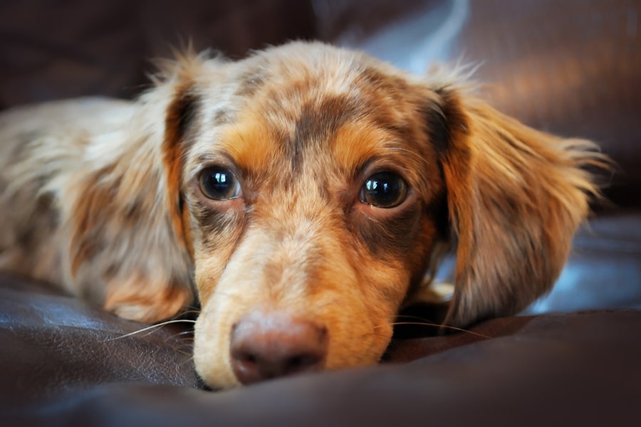 The Doxie Dachshund A Comprehensive Guide to This Beloved Breed