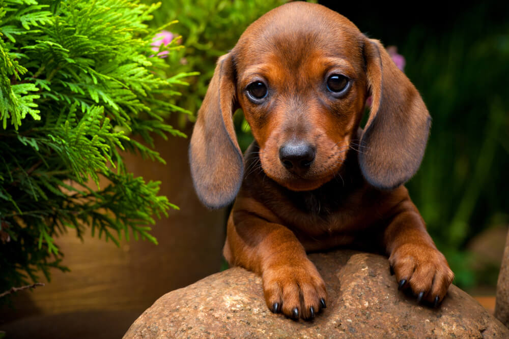 The Doxie Dachshund A Comprehensive Guide to This Beloved Breed