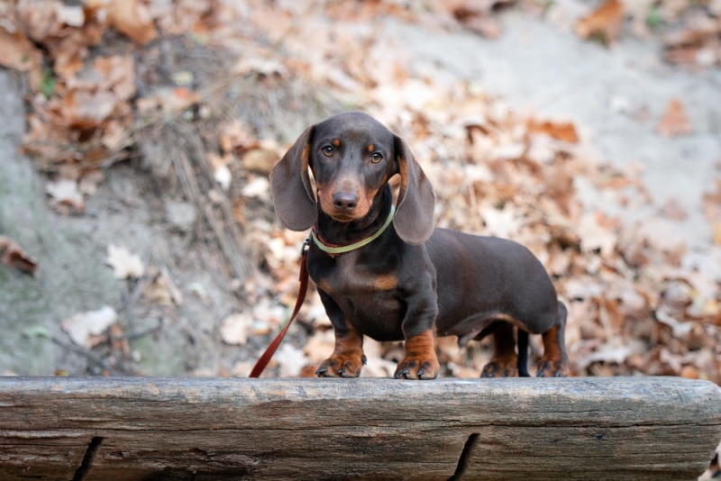 The Doxie Dachshund A Comprehensive Guide to This Beloved Breed