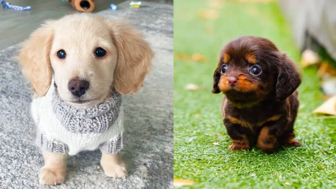 The Enchanting World of the Full-Grown Teacup Miniature Dachshund