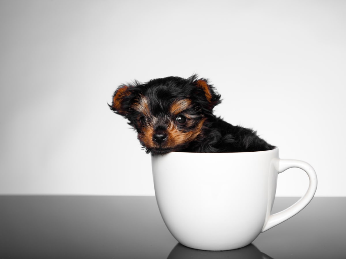 The Enchanting World of the Full-Grown Teacup Miniature Dachshund