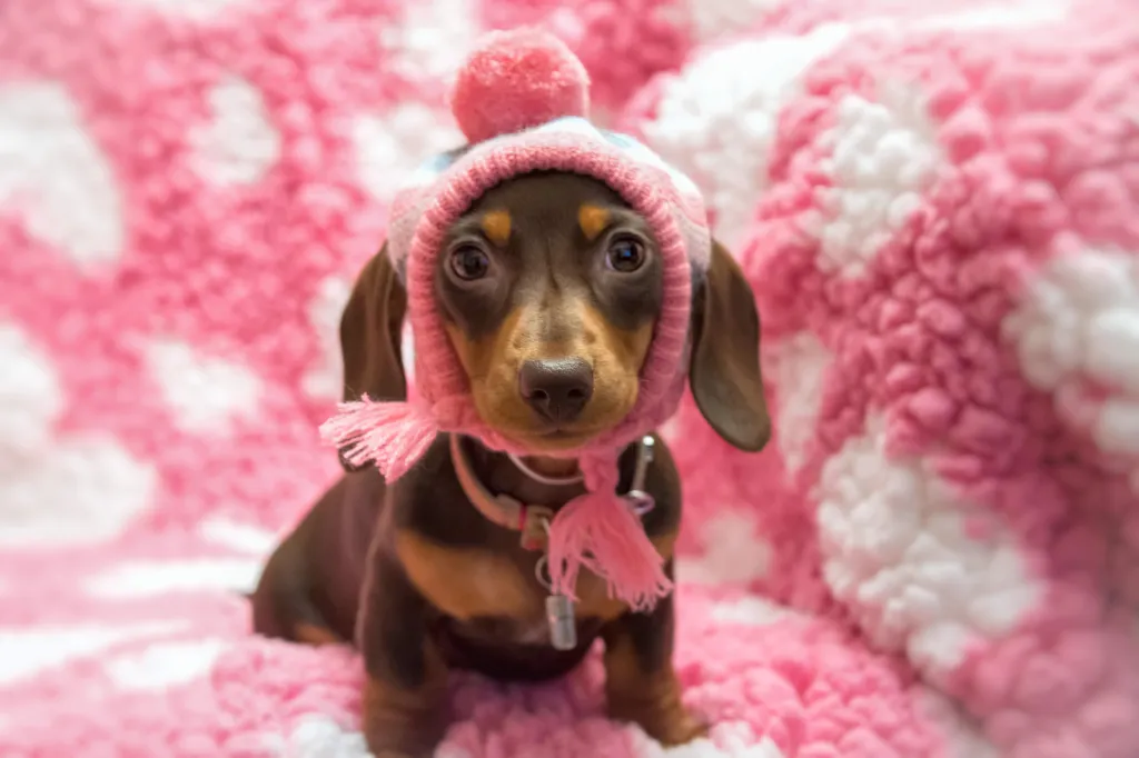 The Enchanting World of the Full-Grown Teacup Miniature Dachshund