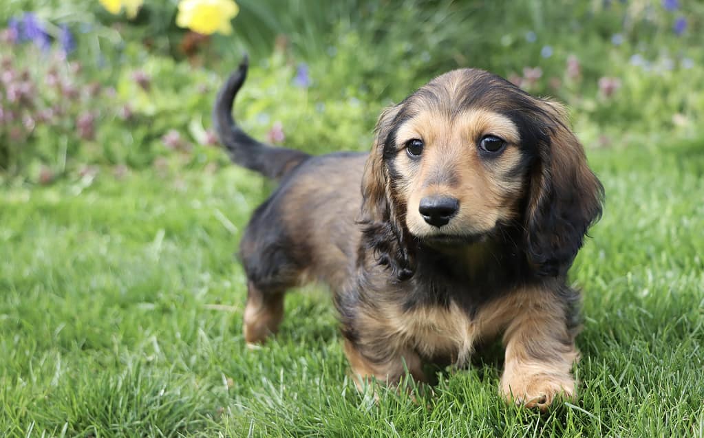 The Enchanting World of the Full-Grown Teacup Miniature Dachshund