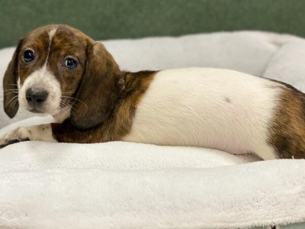 The Enchanting World of White Dachshunds