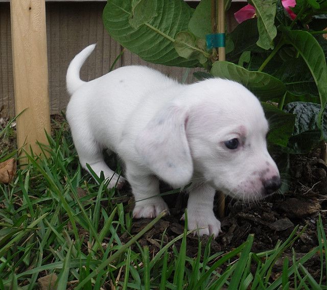 The Enchanting World of White Dachshunds