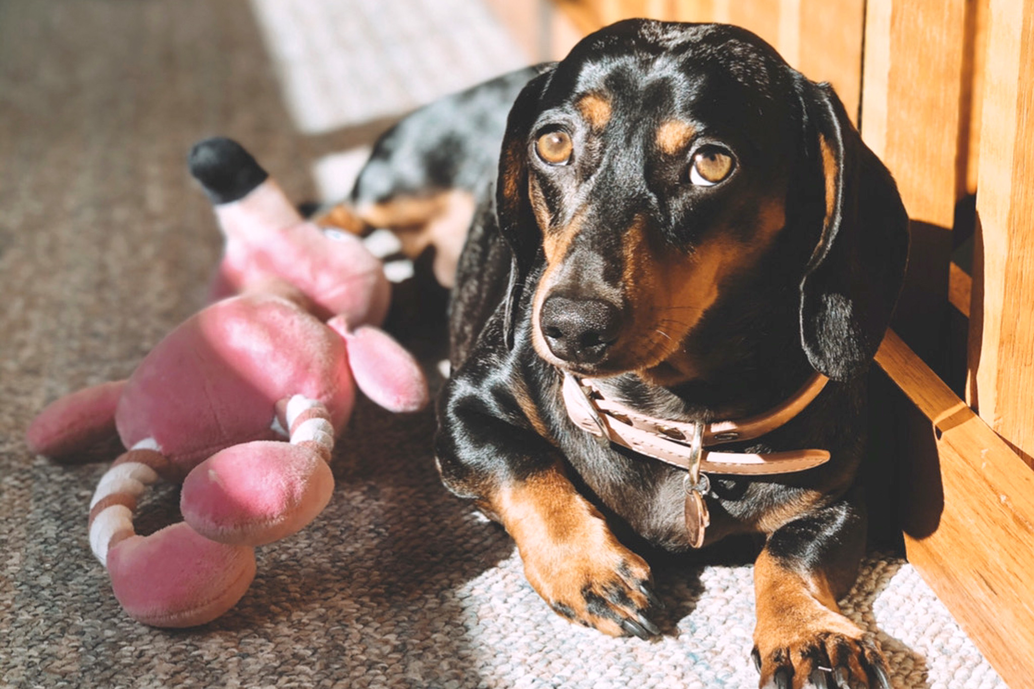 The Enduring Appeal of the Brown Dachshund