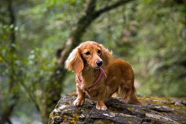 The Enduring Appeal of the Brown Dachshund