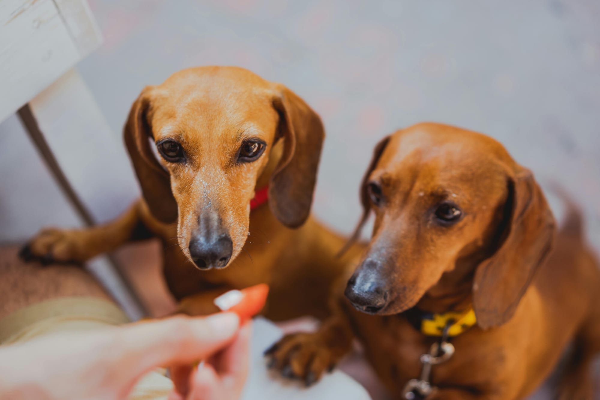 The English Cream Dachshund A Comprehensive Guide