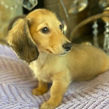 The English Cream Dachshund A Comprehensive Guide