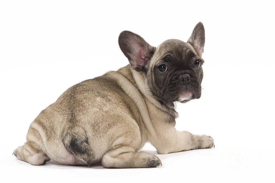 The Frenchie-Dachshund Mix A Unique Blend of Personality