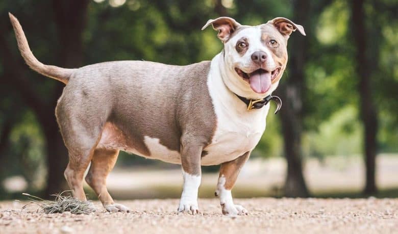 The Frenchie-Dachshund Mix A Unique Blend of Personality