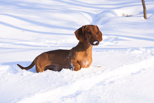 The German Dachshund A Breed Overview