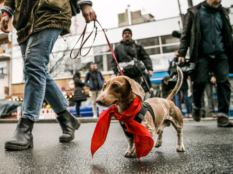 The German Dachshund A Breed Overview