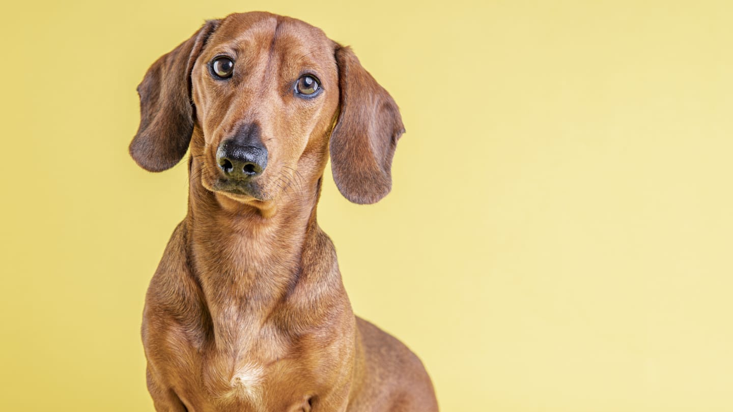 The German Dachshund A Breed Overview