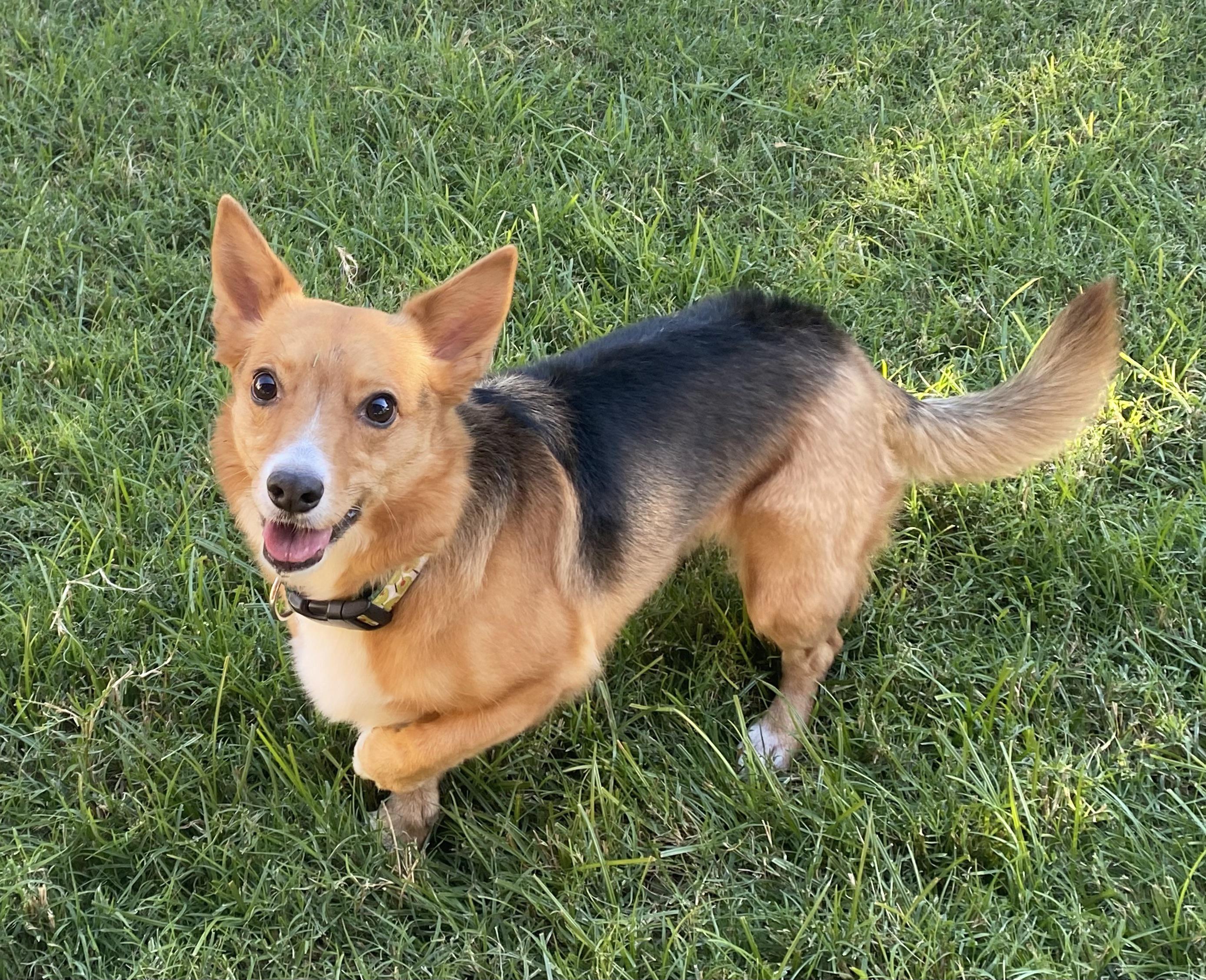 The German Shepherd Dachshund Mix A Unique Blend of Personality and Loyalty