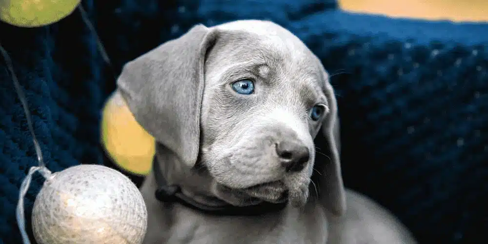 The German Shepherd Dachshund Mix A Unique Blend of Personality and Loyalty