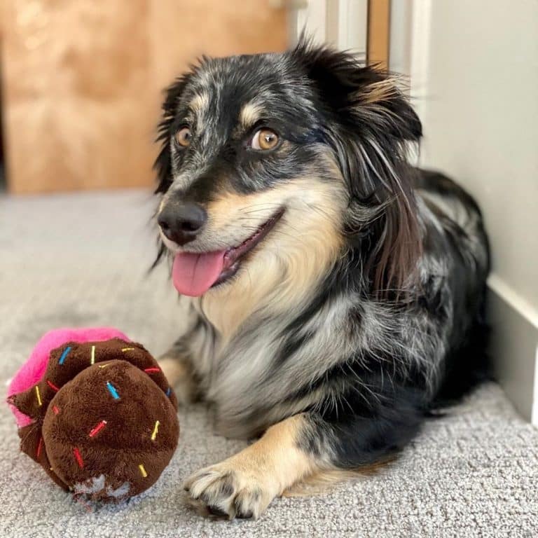 The German Shepherd Dachshund Mix A Unique Blend of Personality and Loyalty